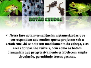 • Nessa fase notam-se saliências metamerizadas que
   correspondem aos somitos que se projetam sob a
ectoderme. Já se nota um modelamento da cabeça, e as
    áreas ópticas são visíveis, bem como os botões
 branquiais que progressivamente estabelecem ampla
        circulação, permitindo trocas gasosas.
 