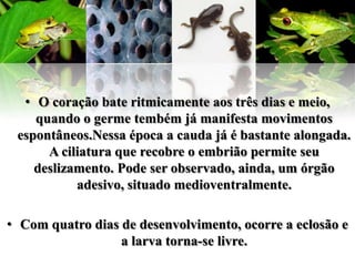 • O coração bate ritmicamente aos três dias e meio,
    quando o germe tembém já manifesta movimentos
 espontâneos.Nessa época a cauda já é bastante alongada.
      A ciliatura que recobre o embrião permite seu
    deslizamento. Pode ser observado, ainda, um órgão
           adesivo, situado medioventralmente.

• Com quatro dias de desenvolvimento, ocorre a eclosão e
                  a larva torna-se livre.
 