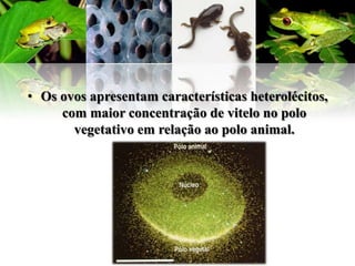 • Os ovos apresentam características heterolécitos,
     com maior concentração de vitelo no polo
       vegetativo em relação ao polo animal.
 