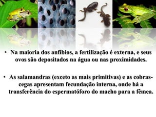 • Na maioria dos anfíbios, a fertilização é externa, e seus
   ovos são depositados na água ou nas proximidades.

• As salamandras (exceto as mais primitivas) e as cobras-
      cegas apresentam fecundação interna, onde há a
  transferência do espermatóforo do macho para a fêmea.
 