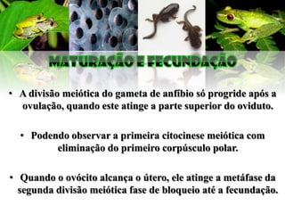 • A divisão meiótica do gameta de anfíbio só progride após a
  ovulação, quando este atinge a parte superior do oviduto.

  • Podendo observar a primeira citocinese meiótica com
         eliminação do primeiro corpúsculo polar.

• Quando o ovócito alcança o útero, ele atinge a metáfase da
  segunda divisão meiótica fase de bloqueio até a fecundação.
 