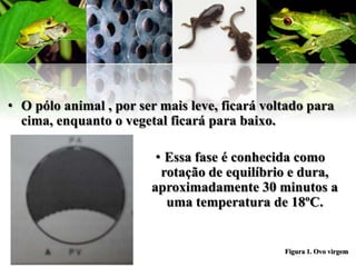 • O pólo animal , por ser mais leve, ficará voltado para
  cima, enquanto o vegetal ficará para baixo.

                         • Essa fase é conhecida como
                          rotação de equilíbrio e dura,
                        aproximadamente 30 minutos a
                           uma temperatura de 18ºC.


                                               Figura 1. Ovo virgem
 
