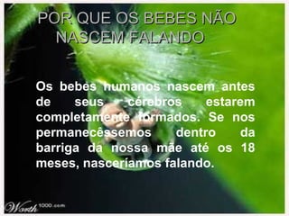 POR QUE OS BEBES NÃOPOR QUE OS BEBES NÃO
NASCEM FALANDONASCEM FALANDO
Os bebes humanos nascem antes
de seus cérebros estarem
completamente formados. Se nos
permanecêssemos dentro da
barriga da nossa mãe até os 18
meses, nasceríamos falando.
 