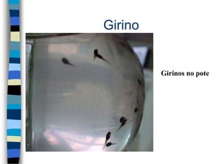 Girino
Girinos no pote
 