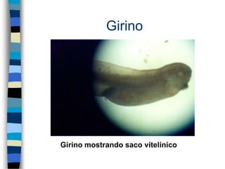 Girino
Girino mostrando saco vitelínico
 