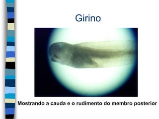 Girino
Mostrando a cauda e o rudimento do membro posterior
 