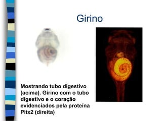 Girino
Mostrando tubo digestivo
(acima). Girino com o tubo
digestivo e o coração
evidenciados pela proteína
Pitx2 (direita)
 