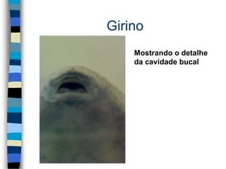 Girino
Mostrando o detalhe
da cavidade bucal
 