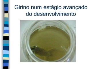 Girino num estágio avançado
do desenvolvimento
 