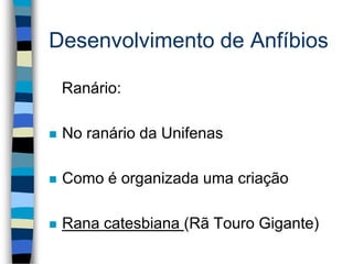 Desenvolvimento de Anfíbios
Ranário:
 No ranário da Unifenas
 Como é organizada uma criação
 Rana catesbiana (Rã Touro Gigante)
 