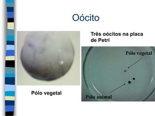 Oócito
Pólo vegetal
Três oócitos na placa
de Petri
Pólo animal
Pólo vegetal
 