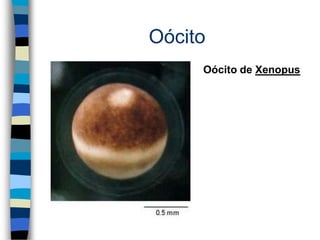 Oócito
Oócito de Xenopus
 