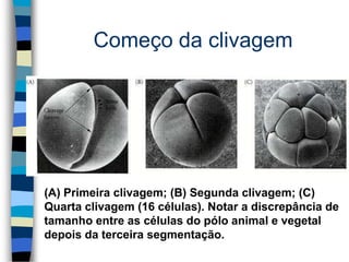 Começo da clivagem
(A) Primeira clivagem; (B) Segunda clivagem; (C)
Quarta clivagem (16 células). Notar a discrepância de
tamanho entre as células do pólo animal e vegetal
depois da terceira segmentação.
 