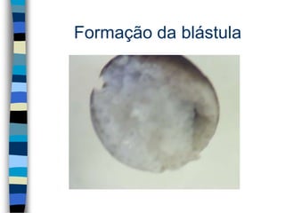 Formação da blástula
 