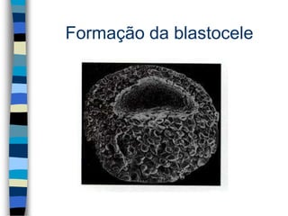 Formação da blastocele
 