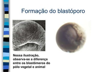 Formação do blastóporo
Nessa ilustração,
observa-se a diferença
entre os blastômeros do
pólo vegetal e animal
 