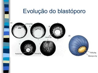 Evolução do blastóporo
 