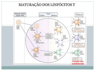 MATURAÇÃO DOS LINFÓCITOS T
Função não
estabelecida
 