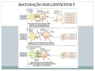 MATURAÇÃO DOS LINFÓCITOS T
 