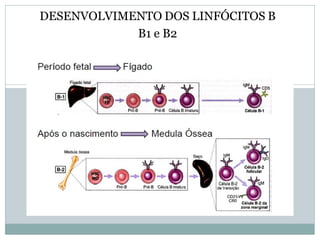 DESENVOLVIMENTO DOS LINFÓCITOS B
B1 e B2
 