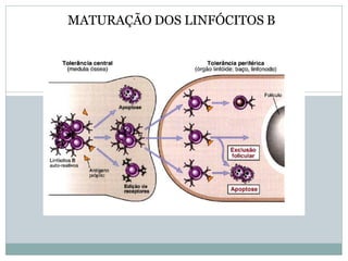 MATURAÇÃO DOS LINFÓCITOS B
 
