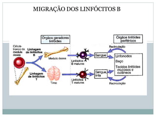 MIGRAÇÃO DOS LINFÓCITOS B
 