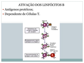 ATIVAÇÃO DOS LINFÓCITOS B
 Antígenos protéicos;
 Dependente de Células T.
 