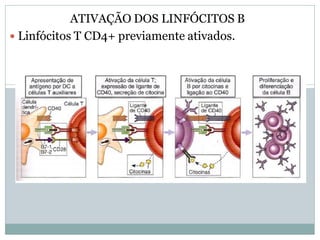 ATIVAÇÃO DOS LINFÓCITOS B
 Linfócitos T CD4+ previamente ativados.
 