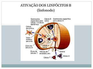 ATIVAÇÃO DOS LINFÓCITOS B
(linfonodo)
 