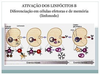 ATIVAÇÃO DOS LINFÓCITOS B
Diferenciação em células efetoras e de memória
(linfonodo)
 