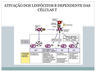 ATIVAÇÃO DOS LINFÓCITOS B DEPENDENTE DAS
CÉLULAS T
 