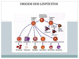 ORIGEM DOS LINFÓCITOS
 