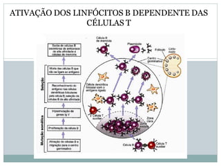 ATIVAÇÃO DOS LINFÓCITOS B DEPENDENTE DAS
CÉLULAS T
 