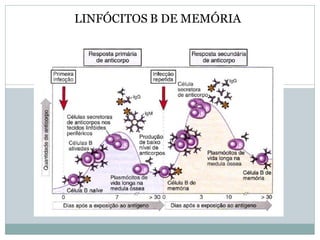 LINFÓCITOS B DE MEMÓRIA
 