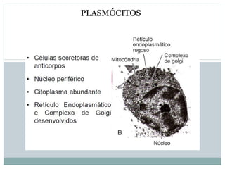 PLASMÓCITOS
 