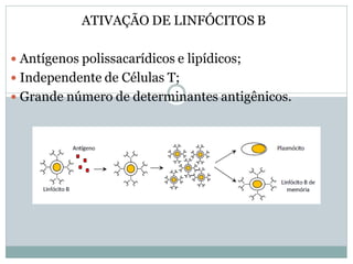 ATIVAÇÃO DE LINFÓCITOS B
 Antígenos polissacarídicos e lipídicos;
 Independente de Células T;
 Grande número de determinantes antigênicos.
 