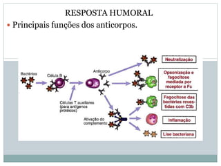 RESPOSTA HUMORAL
 Principais funções dos anticorpos.
 