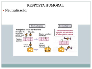 RESPOSTA HUMORAL
 Neutralização.
 