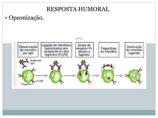 RESPOSTA HUMORAL
 Opsonização.
 