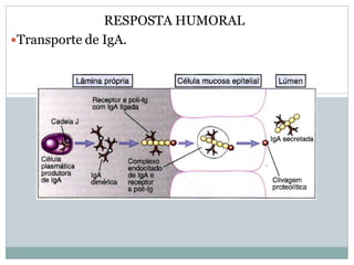 RESPOSTA HUMORAL
Transporte de IgA.
 
