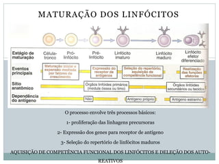 MATURAÇÃO DOS LINFÓCITOS
O processo envolve três processos básicos:
1- proliferação das linhagens precursoras
2- Expressão dos genes para receptor de antígeno
3- Seleção do repertório de linfócitos maduros
AQUISIÇÃO DE COMPETÊNCIA FUNCIONAL DOS LINFÓCITOS E DELEÇÃO DOS AUTO-
REATIVOS
 