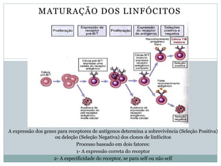 MATURAÇÃO DOS LINFÓCITOS
A expressão dos genes para receptores de antígenos determina a sobrevivência (Seleção Positiva)
ou deleção (Seleção Negativa) dos clones de linfócitos
Processo baseado em dois fatores:
1- A expressão correta do receptor
2- A especificidade do receptor, se para self ou não self
 