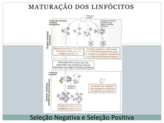 MATURAÇÃO DOS LINFÓCITOS
Seleção Negativa e Seleção Positiva
 