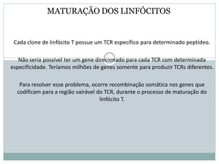 MATURAÇÃO DOS LINFÓCITOS
Cada clone de linfócito T possue um TCR específico para determinado peptídeo.
Não seria possível ter um gene direcionado para cada TCR com determinada
especificidade. Teríamos milhões de genes somente para produzir TCRs diferentes.
Para resolver esse problema, ocorre recombinação somática nos genes que
codificam para a região vairável do TCR, durante o processo de maturação do
linfócito T.
 