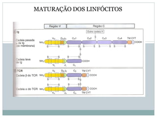 MATURAÇÃO DOS LINFÓCITOS
 