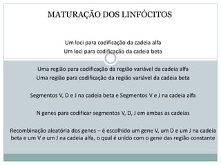 MATURAÇÃO DOS LINFÓCITOS
Um loci para codificação da cadeia alfa
Um loci para codificação da cadeia beta
Uma região para codificação da região variável da cadeia alfa
Uma região para codificação da região variável da cadeia beta
Segmentos V, D e J na cadeia beta e Segmentos V e J na cadeia alfa
N genes para codificar segmentos V, D, J em ambas as cadeias
Recombinação aleatória dos genes – é escolhido um gene V, um D e um J na cadeia
beta e um V e um J na cadeia alfa, o qual é unido com o gene das região constante
 