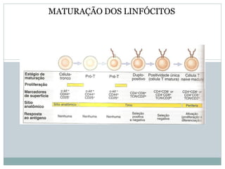 MATURAÇÃO DOS LINFÓCITOS
 