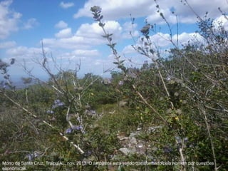 Morro da Santa Cruz, Traipu/AL, nov. 2013. O ambiente está sendo transformado pelo homem por questões
econômicas.
 