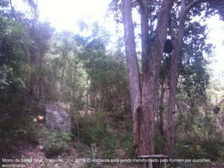 Morro da Santa Cruz, Traipu/AL, nov. 2013. O ambiente está sendo transformado pelo homem por questões
econômicas.
 