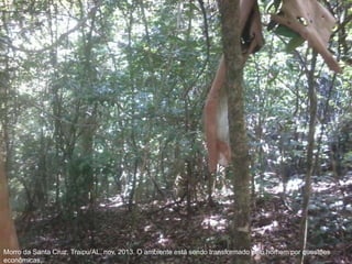 Morro da Santa Cruz, Traipu/AL, nov. 2013. O ambiente está sendo transformado pelo homem por questões
econômicas.
 
